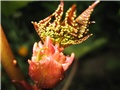 ricinus